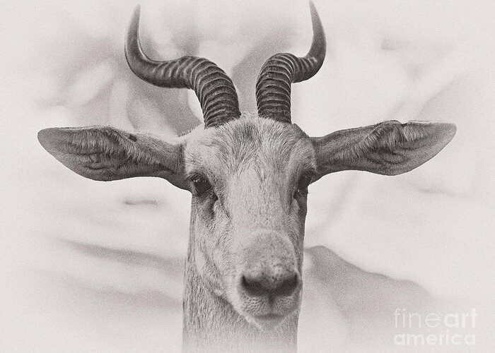 Animal Greeting Card featuring the photograph Look Straight by Jonathan Nguyen