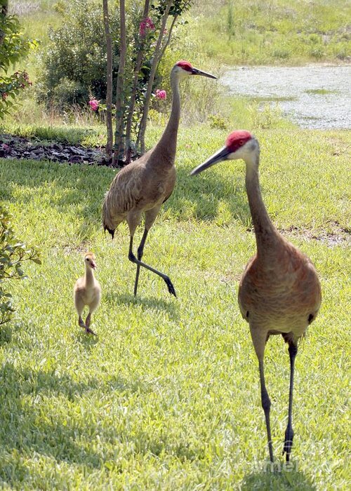 Sandhill Crane Greeting Card featuring the photograph Looking for a Handout by Carol Groenen