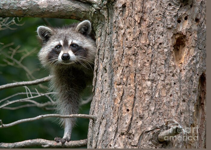 Raccoon Greeting Card featuring the photograph Looking For Food by Cheryl Baxter