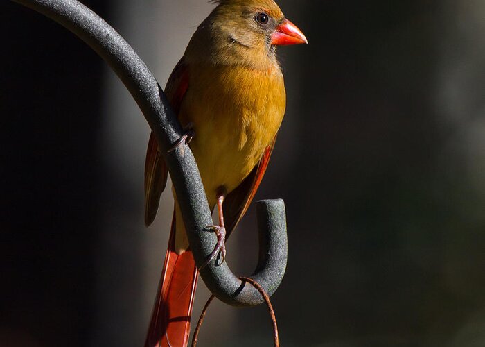 Female Cardinal Greeting Card featuring the photograph Looking For My Man Bird by Robert L Jackson