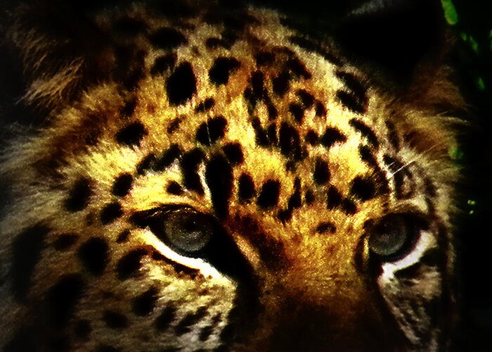 Jaguar Greeting Card featuring the photograph Looking for Prey by Amanda Eberly