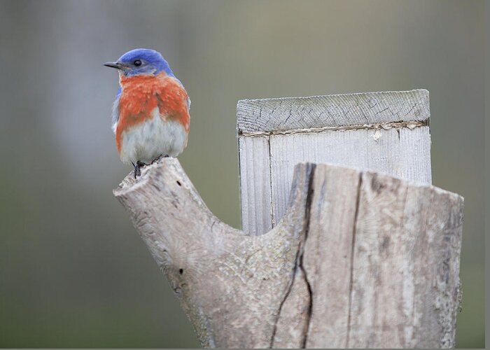 Bluebird Greeting Card featuring the photograph Looking Left by John Crothers