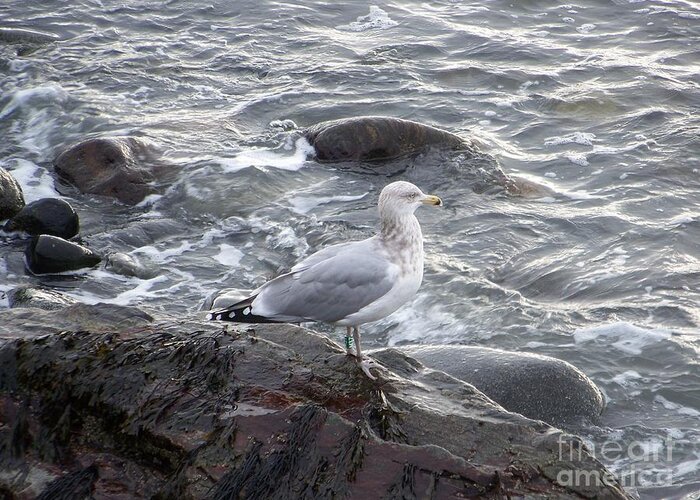Sea Gulls Greeting Card featuring the photograph Seagull on the Rocky Coast by Eunice Miller