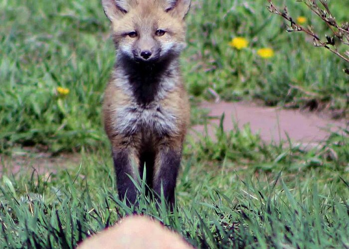 Baby Fox Greeting Card featuring the photograph Take Me Home by Fiona Kennard