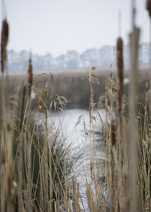 Reeds Greeting Card featuring the photograph Looking through the Reeds by Spikey Mouse Photography