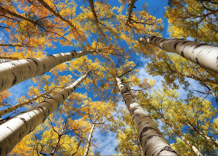 Aspen Greeting Card featuring the photograph Looking up into Aspens by David Soldano