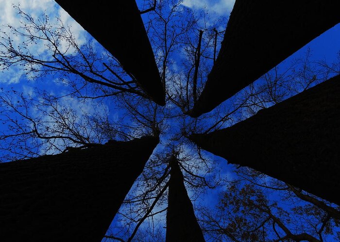 Trees Greeting Card featuring the photograph Looking Up by Raymond Salani III