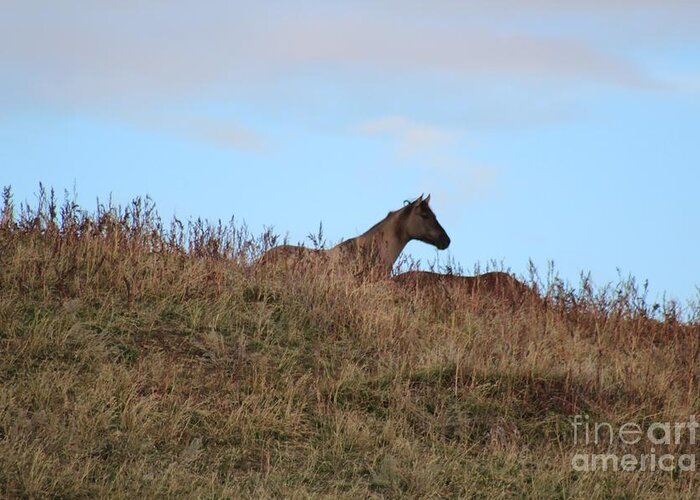 Horse Greeting Card featuring the photograph Lookout by Brenda Henley