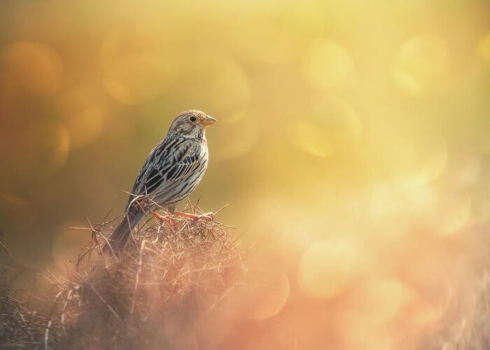 Wild Greeting Card featuring the photograph Lost In Bokeh by Sina Pezeshki
