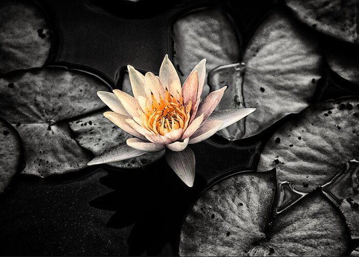 Botanical Greeting Card featuring the photograph Lotus 2 by Jeremy Herman