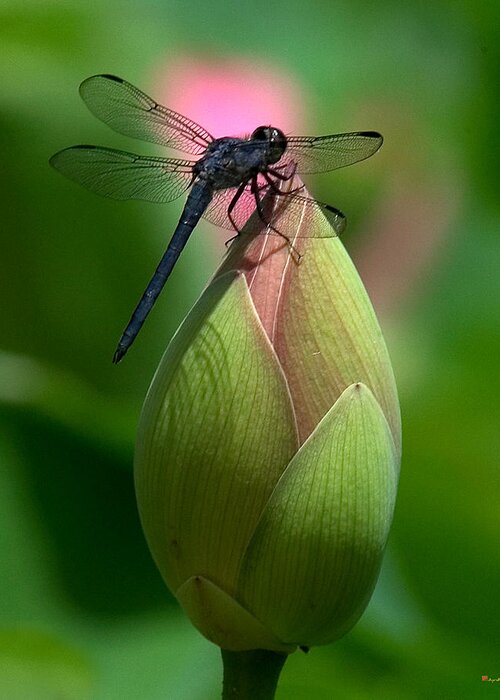 Lotus Bud Greeting Card featuring the photograph Lotus Bud and Slatey Skimmer Dragonfly DL006 by Gerry Gantt