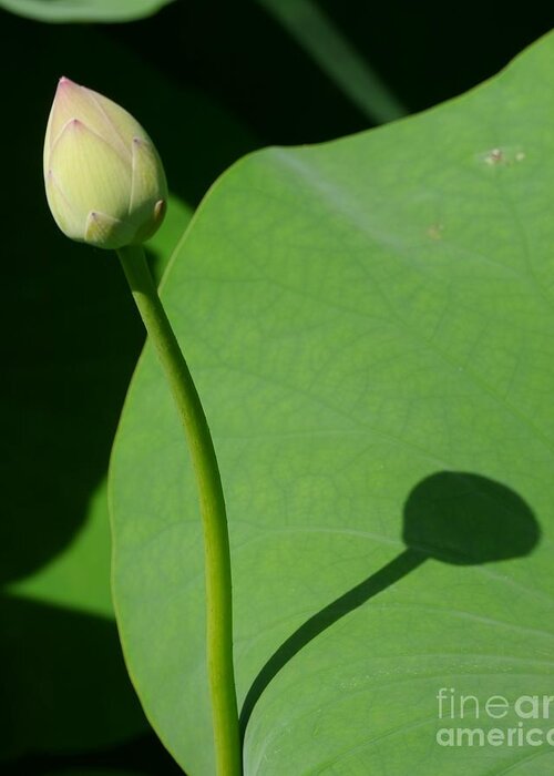 Lotus Bud Greeting Card featuring the photograph Lotus Bud by Jane Ford