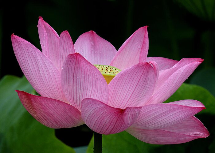 Nature Greeting Card featuring the photograph Lotus-Center of Being iii DL033 by Gerry Gantt