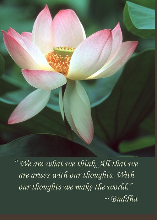 Lotus Flower Greeting Card featuring the photograph Lotus Flower Buddha Quote by Chris Scroggins