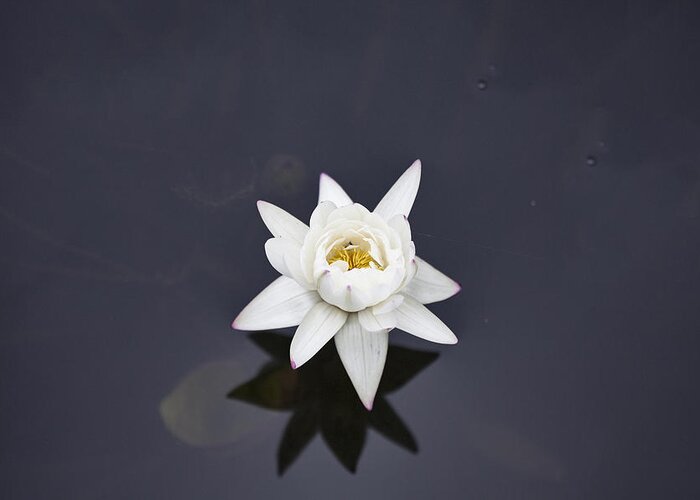 Lotus Flower Greeting Card featuring the photograph Lotus Flower- Gungarre Billabong V4 by Douglas Barnard