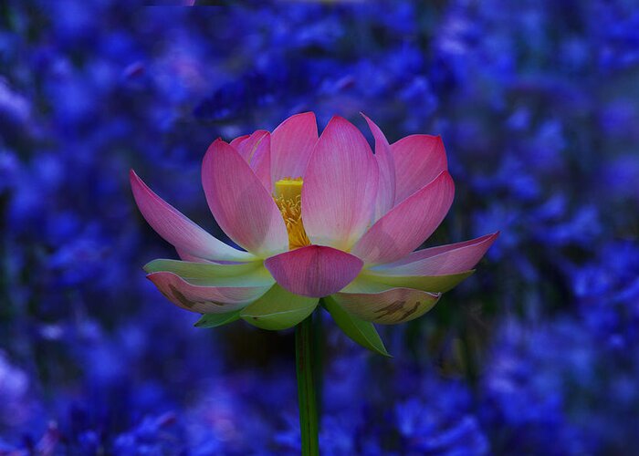 California Greeting Card featuring the photograph Lotus Flower In Blue by Beth Sargent