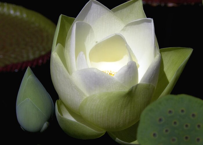 Flower Greeting Card featuring the photograph Lotus Flower in White by Julie Palencia