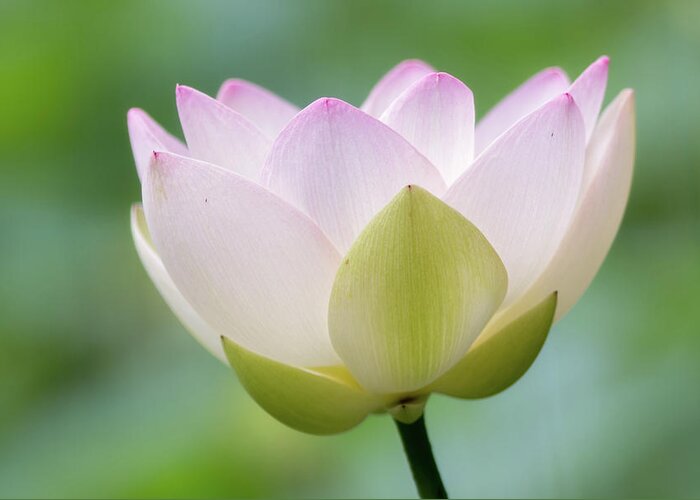 Petal Greeting Card featuring the photograph Lotus Flower by Koyaginomari