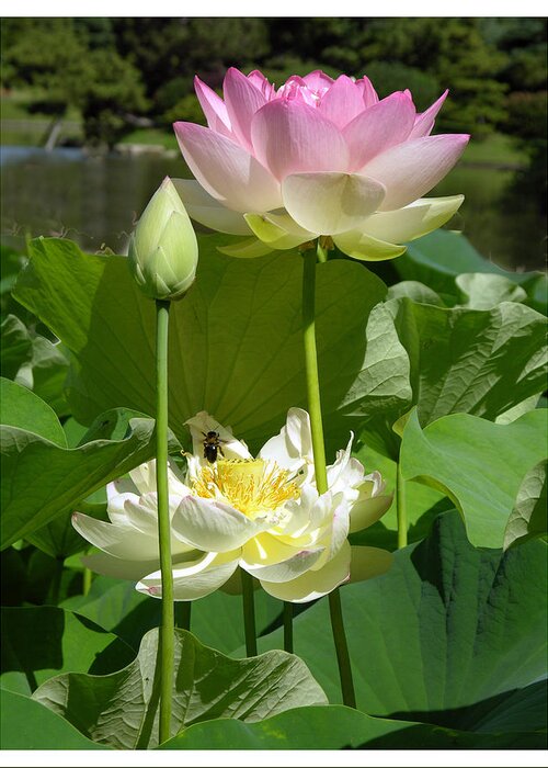 Lotus Greeting Card featuring the photograph Lotus in Bloom by John Lautermilch