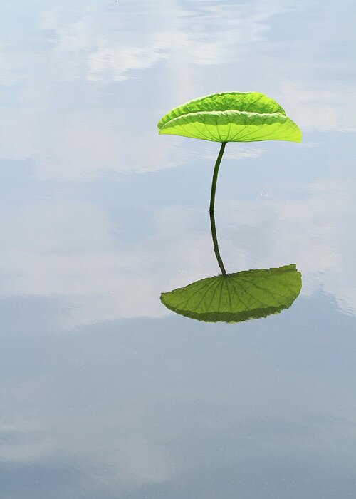 Standing Water Greeting Card featuring the photograph Lotus Leaf Reflecting On Water by Akurashashin
