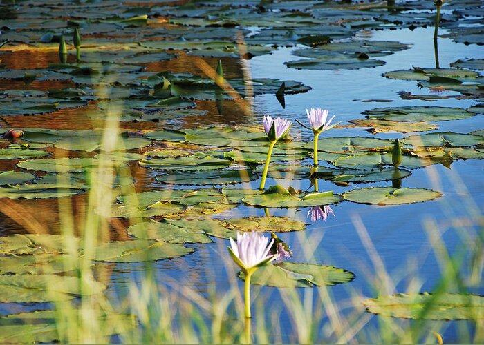 Australian Greeting Card featuring the photograph Lotus-Lily Pond 2 by Ankya Klay