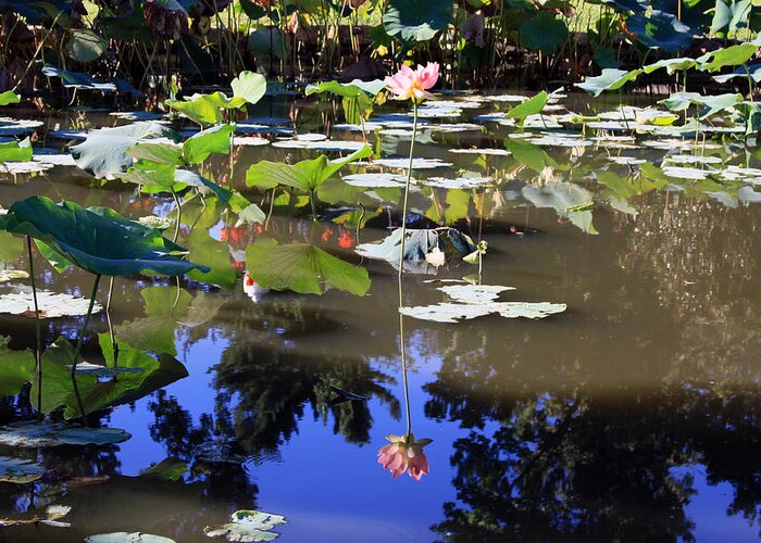 Garden Pond Greeting Card featuring the photograph Lotus Reflection by John Lautermilch