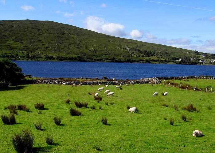Ireland Greeting Card featuring the photograph Lough Bofin Sheep by Keith Stokes