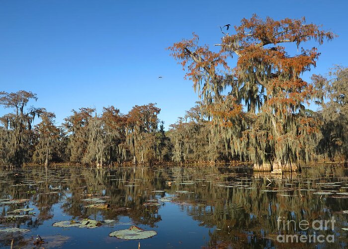 Louisiana Greeting Card featuring the photograph Louisiana Swamp by Martin Konopacki