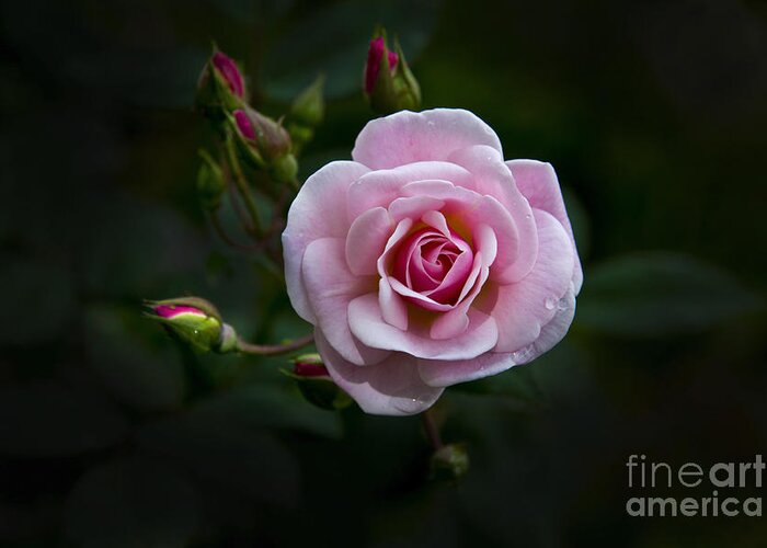 Rose Greeting Card featuring the photograph Love Is A Rose IV by Al Bourassa