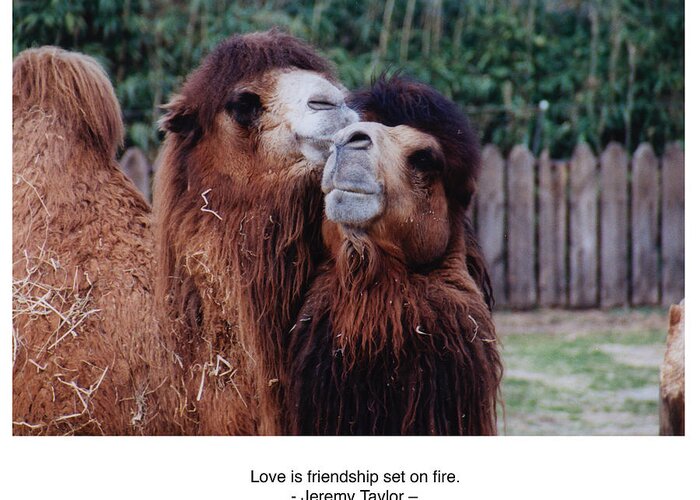 Love Greeting Card featuring the photograph Love is Friendship Set on Fire by Wayne King