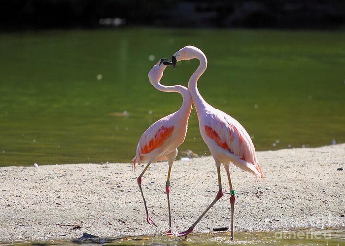 Flamingo Greeting Card featuring the photograph Love by Rick Kuperberg Sr