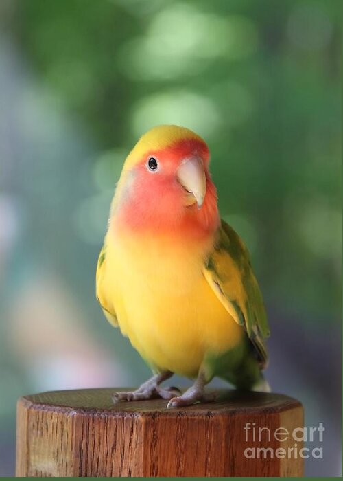 Love Bird Greeting Card featuring the photograph Lovebird on a Pedestal by Andrea Lazar