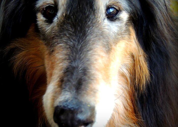 Senior Dog Greeting Card featuring the photograph Loved by Rabiah Seminole