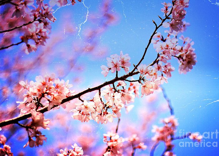 Cherry Blossoms Greeting Card featuring the photograph Lovely Soft Pink Cherry Blossoms and Blue Sky by Beverly Claire Kaiya
