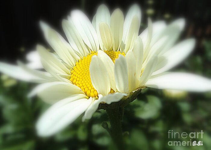 Daisy Greeting Card featuring the photograph Loves Me by Geri Glavis