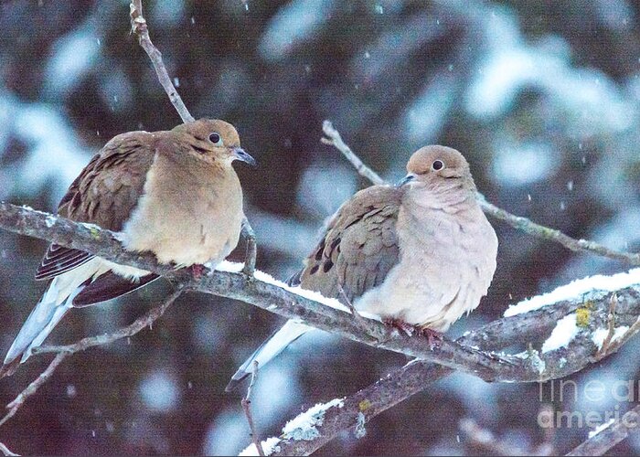 Snow Greeting Card featuring the photograph Lovey Dovey by Cheryl Baxter