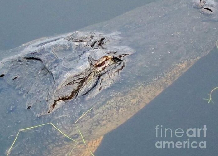 Loxahatchee Alligator Greeting Card featuring the photograph Loxahatchee Gator by Kathryn Barry
