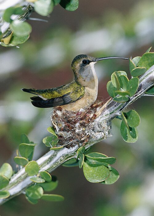 00196934 Greeting Card featuring the photograph Lucifer Hummingbird Female Nesting by Konrad Wothe