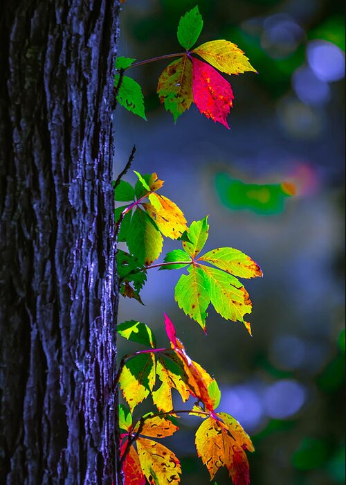 Aspen Greeting Card featuring the photograph Luminous Leaves by Brian Stevens