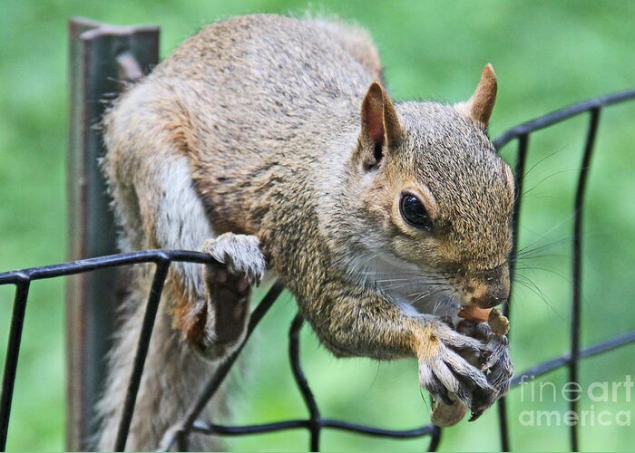 Squirrel Greeting Card featuring the photograph Lunch In Central Park by Rosemary Aubut
