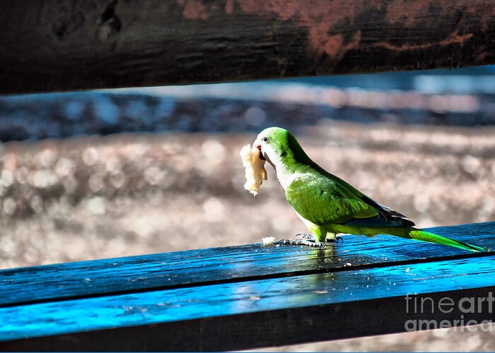 Parrot Greeting Card featuring the photograph Lunch Time by Charlie Roman