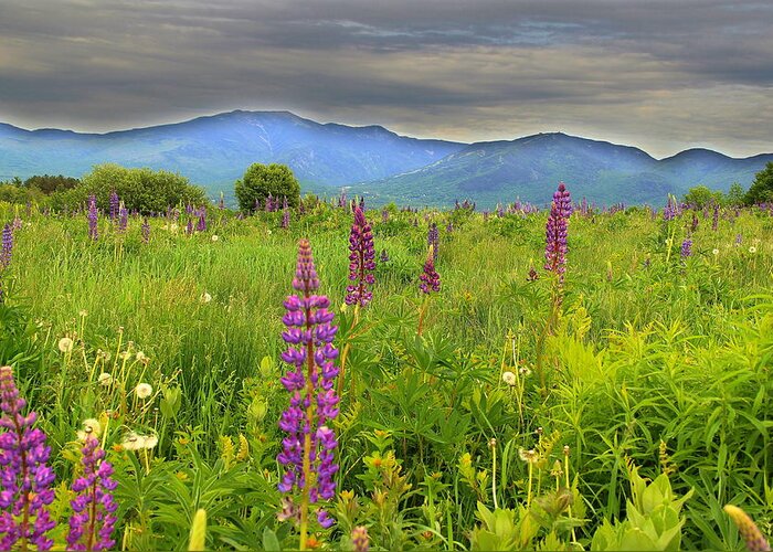 Lupines Greeting Card featuring the photograph Lupine Breeze by Andrea Galiffi
