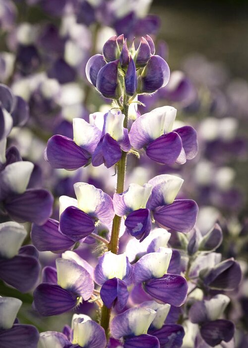 Lupine Greeting Card featuring the photograph Lupine Wildflowers by Sonya Lang