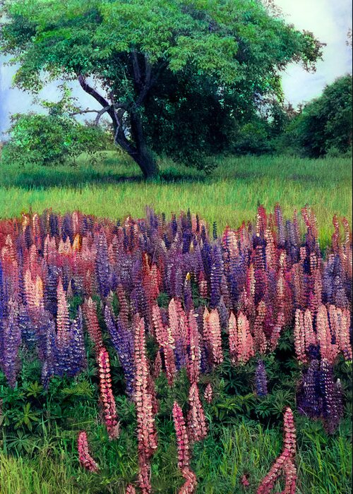 Lupines Greeting Card featuring the painting Lupines Midcoast Maine by Cindy McIntyre
