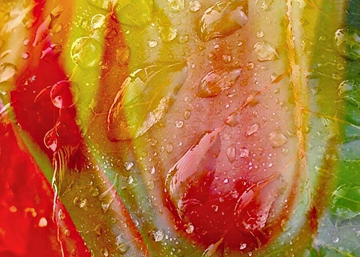 Tulip Greeting Card featuring the photograph Luscious Tulips - Waterdrops Series by Patricia Strand
