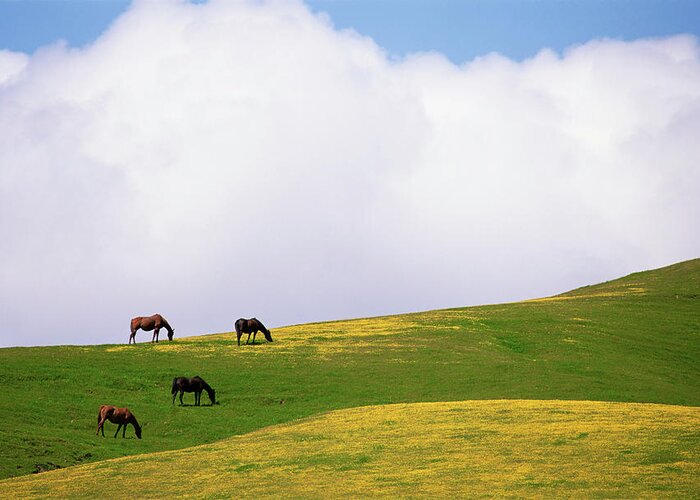 Horse Greeting Card featuring the photograph Lush Grazing For Horses In The Meadows by Mint Images - David Schultz