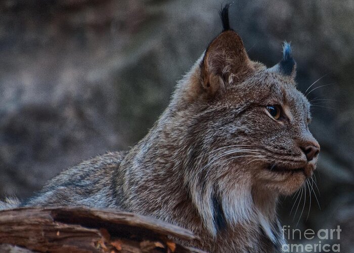 Lynx Greeting Card featuring the photograph Lynx by Bianca Nadeau