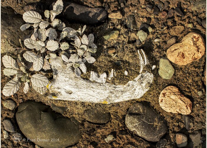 Bone Greeting Card featuring the photograph Lynx Jaw by Fred Denner