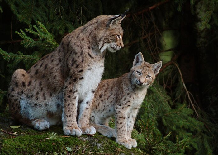 Lynx Lynx Greeting Card featuring the photograph Lynx mother with her cub by Ulrich Kunst And Bettina Scheidulin