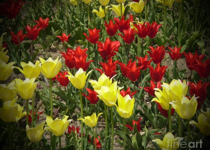 Flower Prints Greeting Card featuring the photograph M Color Combination Flowers Collection No. CC2 by Monica C Stovall
